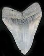 Beautiful, Serrated Fossil Megalodon Tooth #24408-2